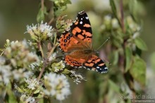 Bolivia te espera! Часть 2