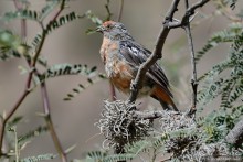 Bolivia te espera! Часть 2