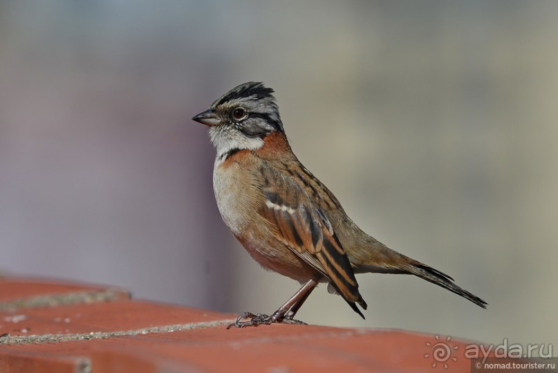 Bolivia te espera! Часть 2