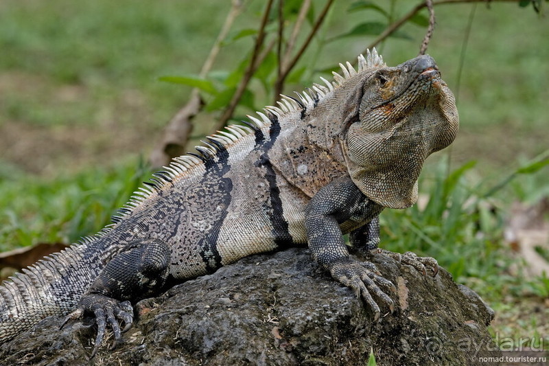 Pura vida по-костарикански. Часть 3