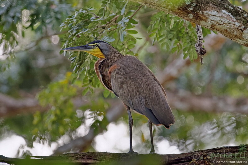 Pura vida по-костарикански. Часть 3