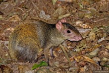 Pura vida по-костарикански. Часть 3