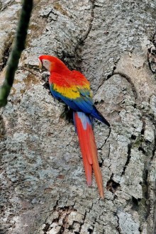 Pura vida по-костарикански. Часть 3