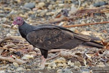 Pura vida по-костарикански. Часть 3