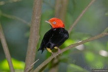 Pura vida по-костарикански. Часть 3