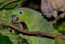 Pura vida по-костарикански. Часть 3