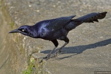 Pura vida по-костарикански. Часть 3