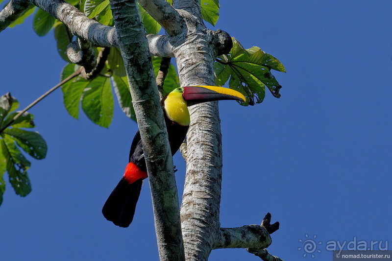 Pura vida по-костарикански. Часть 3