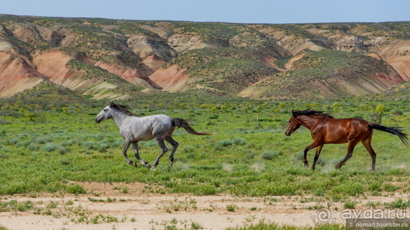 Эх, дороги! Ах, Казахстан!