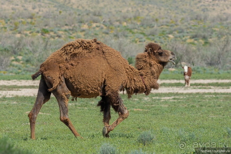 Эх, дороги! Ах, Казахстан!