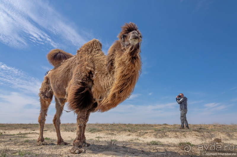 Эх, дороги! Ах, Казахстан!
