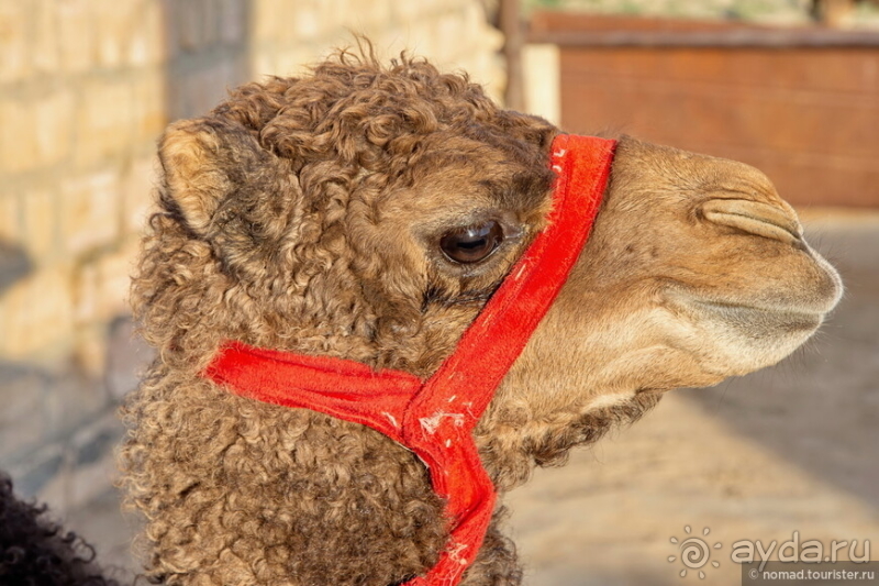 Эх, дороги! Ах, Казахстан!