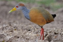 Гватемала. Страна, куда хочется вернуться. Часть 1