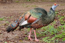 Гватемала. Страна, куда хочется вернуться. Часть 1