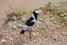 Кения, Амбосели