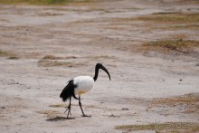 Кения, Амбосели