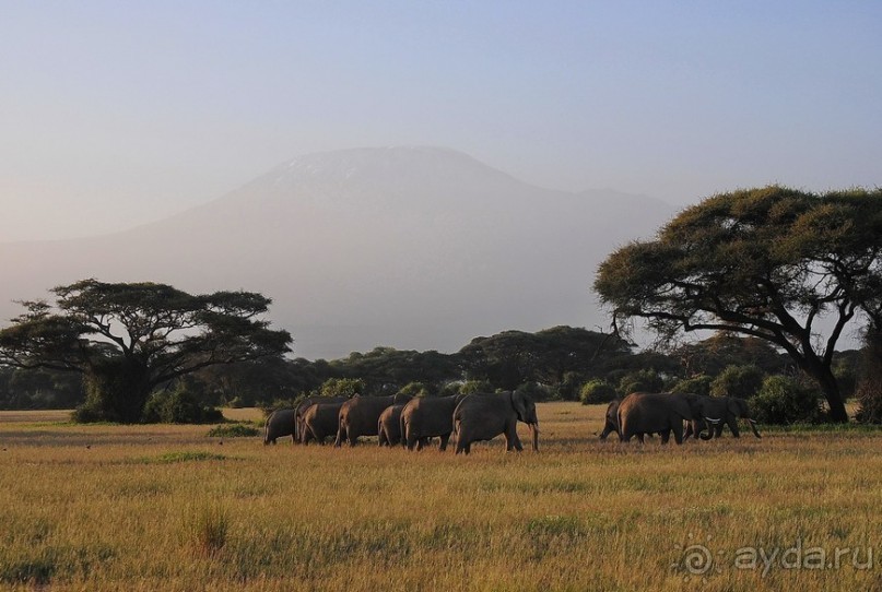 Кения, Амбосели