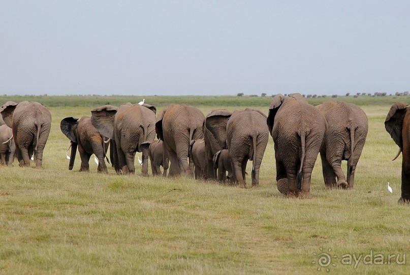 Кения, Амбосели