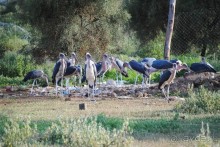 Кения, Амбосели