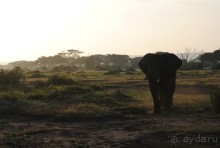 Кения, Амбосели