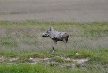 Кения, Амбосели