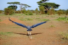 Кения, Амбосели