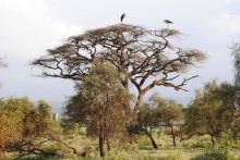 Кения, Амбосели