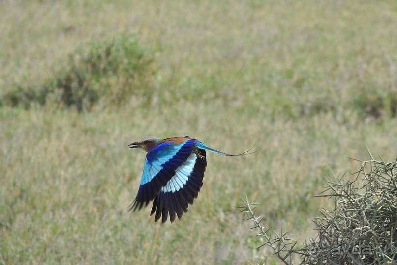 Кения, Амбосели