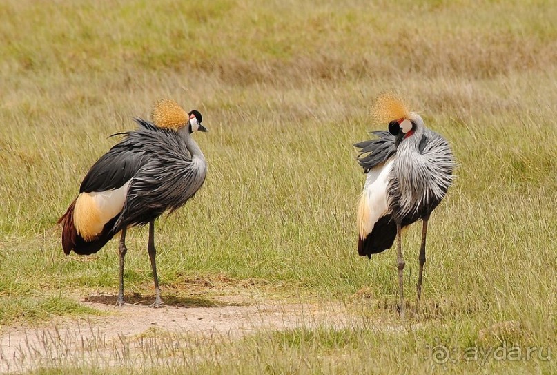 Кения, Амбосели