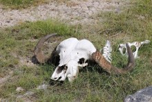 Кения, Амбосели