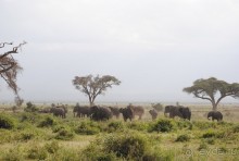 Кения, Амбосели