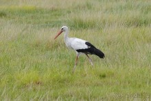 Кения, Амбосели