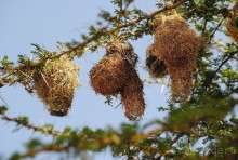 Кения, Амбосели