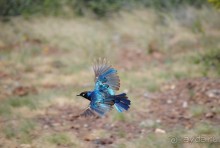 Кения, Амбосели