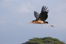 Кения, Амбосели