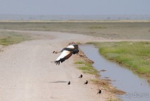 Кения, Амбосели