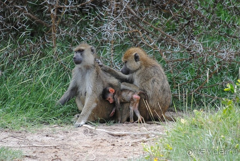 Кения, Амбосели