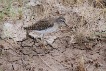 Кения, Амбосели