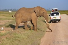 Кения, Амбосели