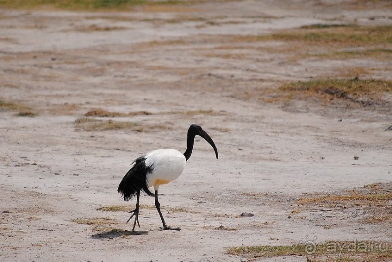 Кения, Амбосели