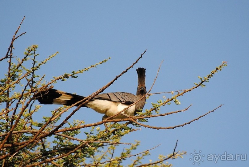 Кения, Амбосели
