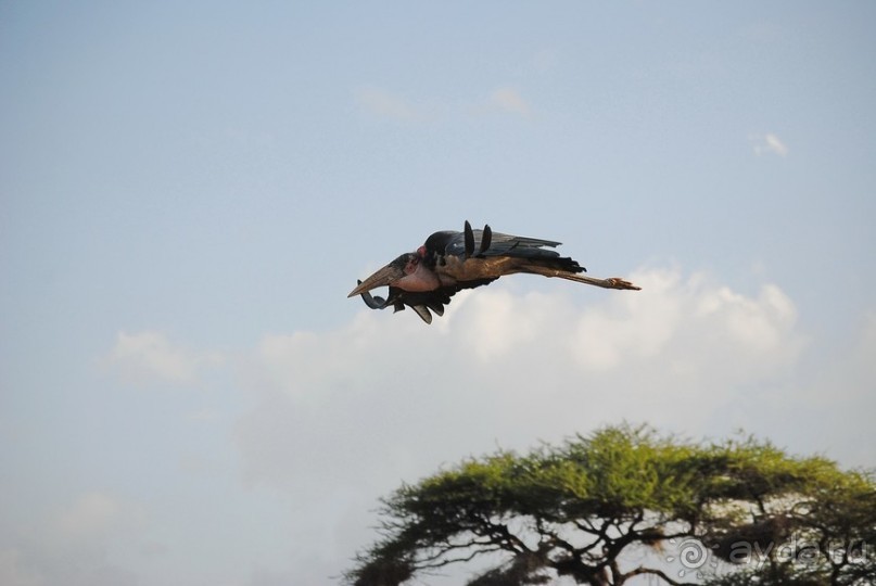 Кения, Амбосели