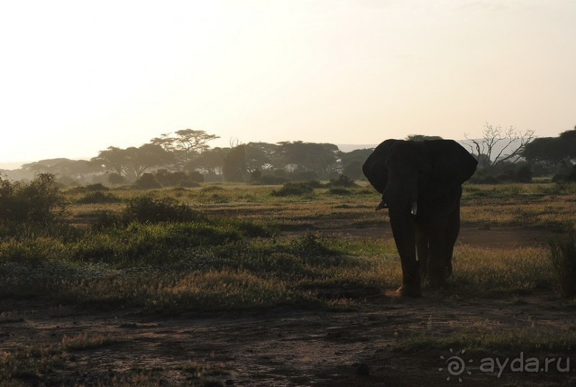 Кения, Амбосели