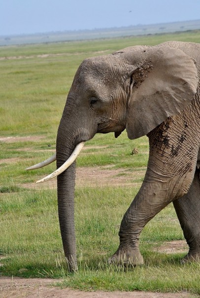 Кения, Амбосели