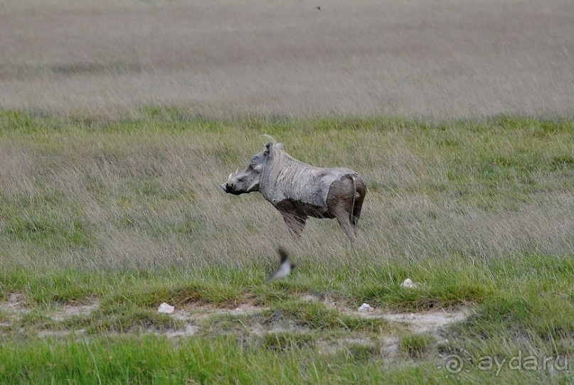 Кения, Амбосели