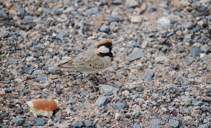 Кения, Амбосели
