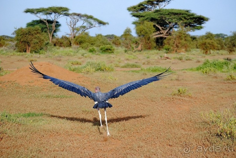 Кения, Амбосели