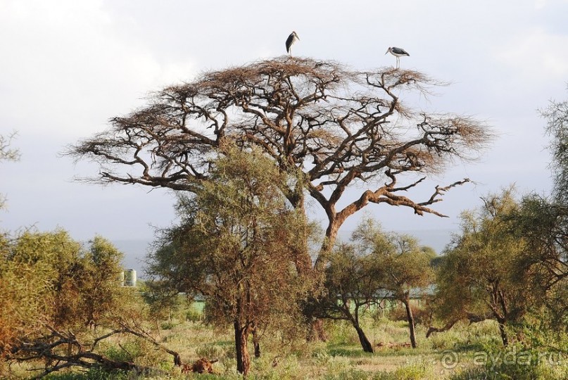 Кения, Амбосели