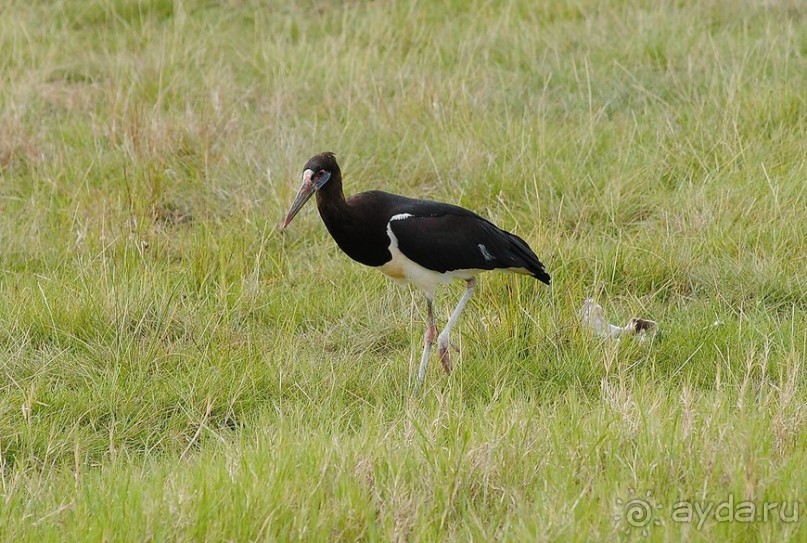 Кения, Амбосели