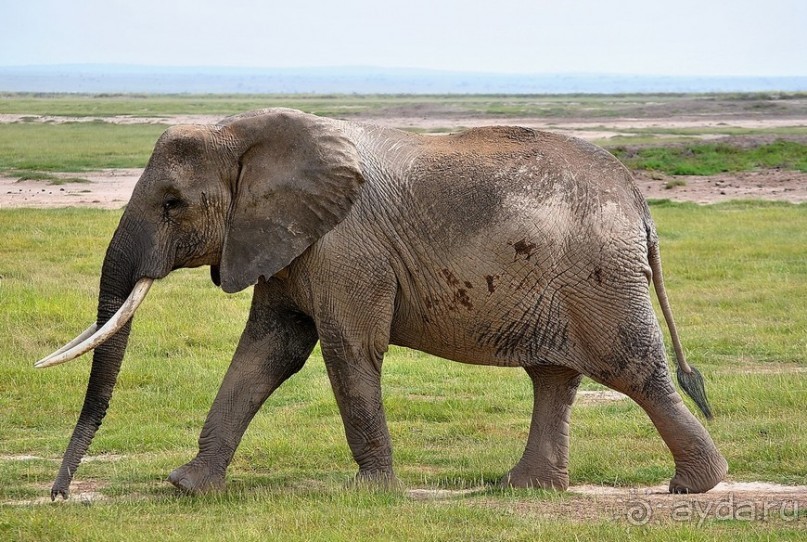 Кения, Амбосели